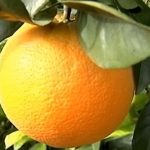 Øko store appelsiner 5 KG +170,00kr.