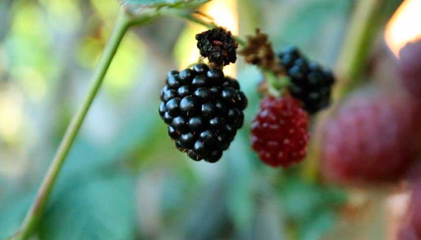 alimentos ecologicos vistos por agricultor